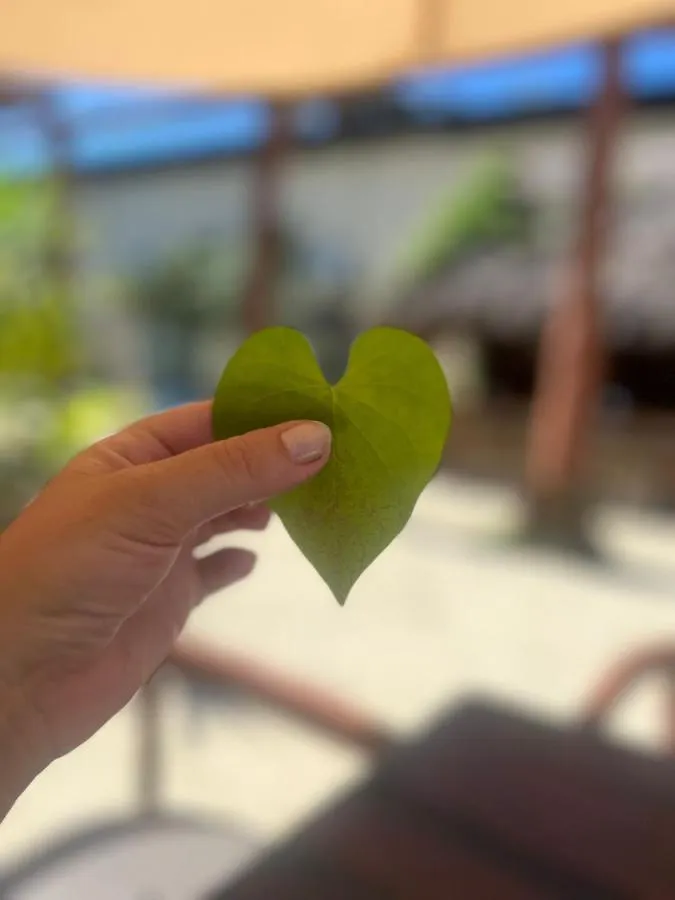 The All Inclusive Hostel - Food, Drinks And Transportation To The Beach And Cenotes Tulum